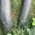 黑皮冬瓜-基地直供-货源充足-保证质量。