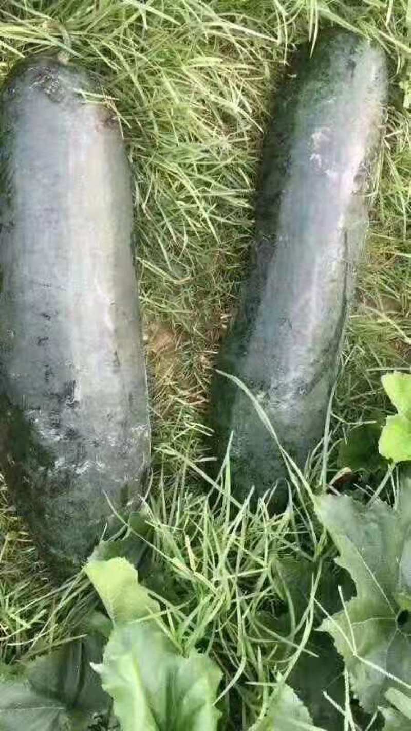 黑皮冬瓜-基地直供-货源充足-保证质量。