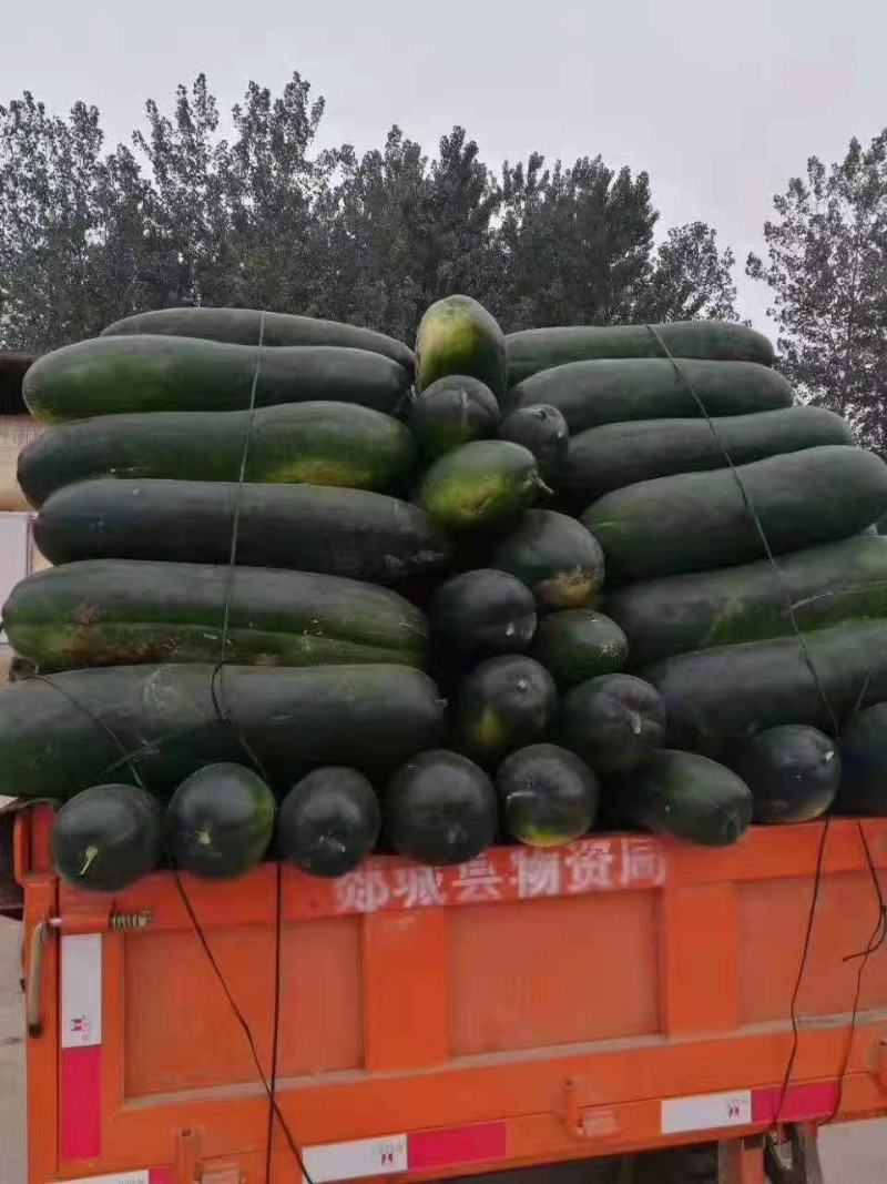 黑皮冬瓜-基地直供-货源充足-保证质量。