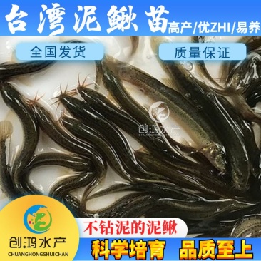 【特价批发】台湾泥鳅苗不钻泥的泥鳅鱼苗泥鳅水花供应