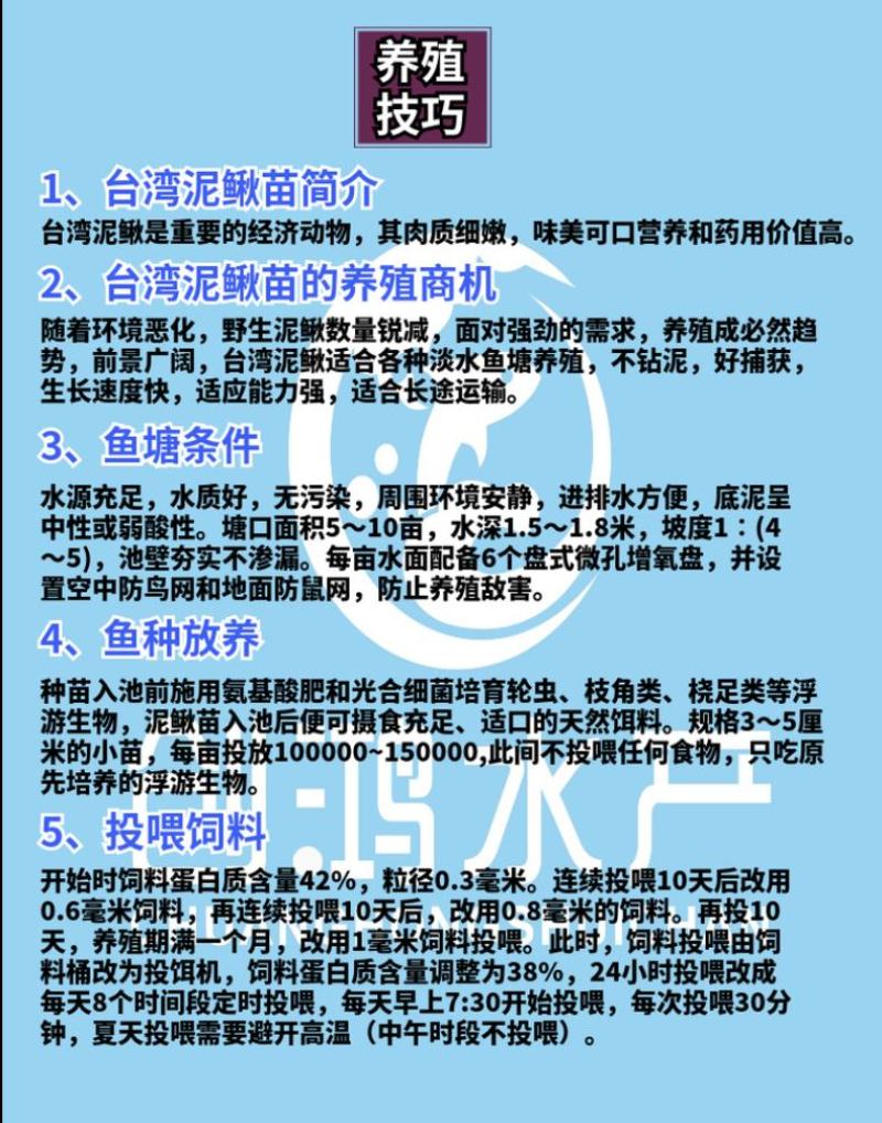 【特价批发】台湾泥鳅苗不钻泥的泥鳅鱼苗泥鳅水花供应