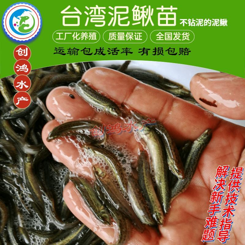 【厂家直销】台湾泥鳅苗泥鳅鱼苗泥鳅水花不钻泥的泥鳅