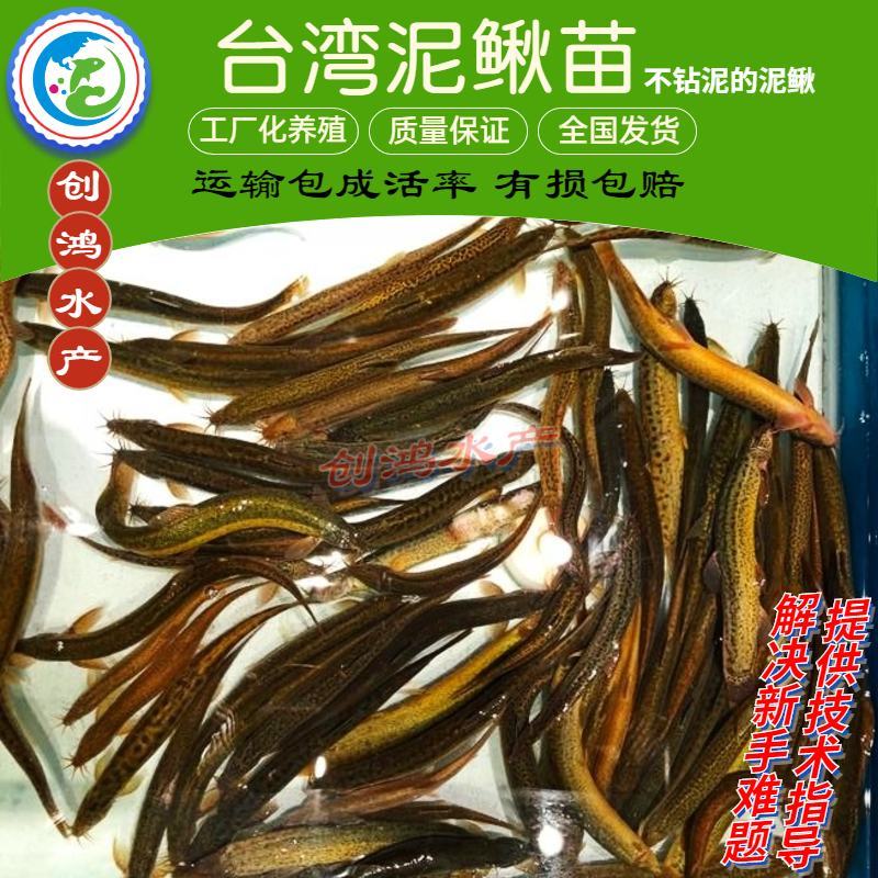 【厂家直销】台湾泥鳅苗泥鳅鱼苗泥鳅水花不钻泥的泥鳅