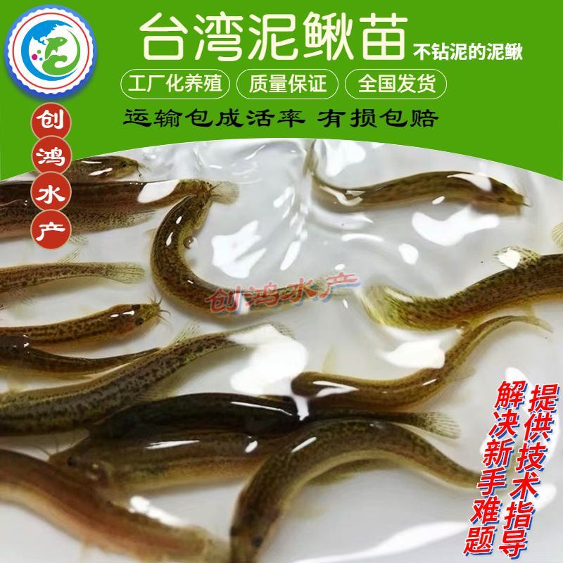 【养殖包销稻田养殖】台湾泥鳅苗泥鳅鱼苗泥鳅水花