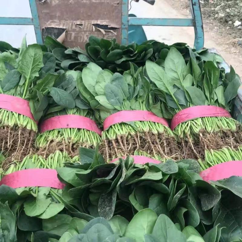 河北邯郸波菜大量上市有需要的老板联系我…