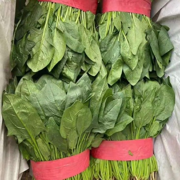 河北邯郸波菜大量上市有需要的老板联系我…