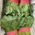 河北邯郸波菜大量上市有需要的老板联系我…