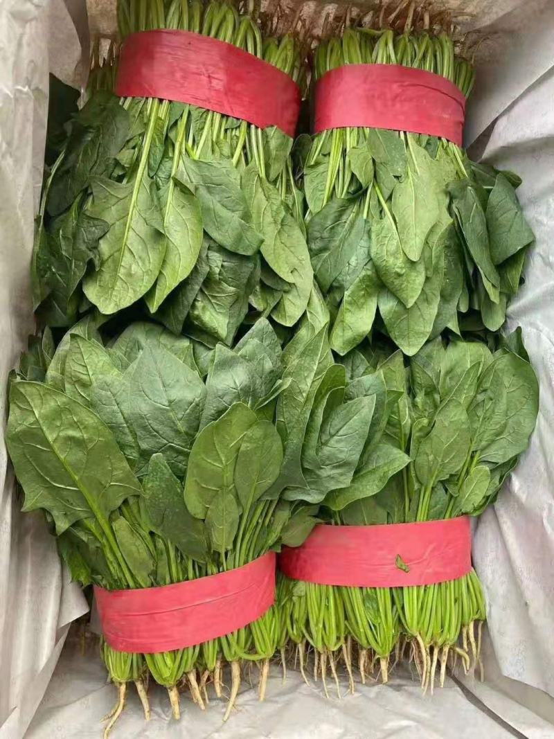 河北邯郸波菜大量上市有需要的老板联系我…