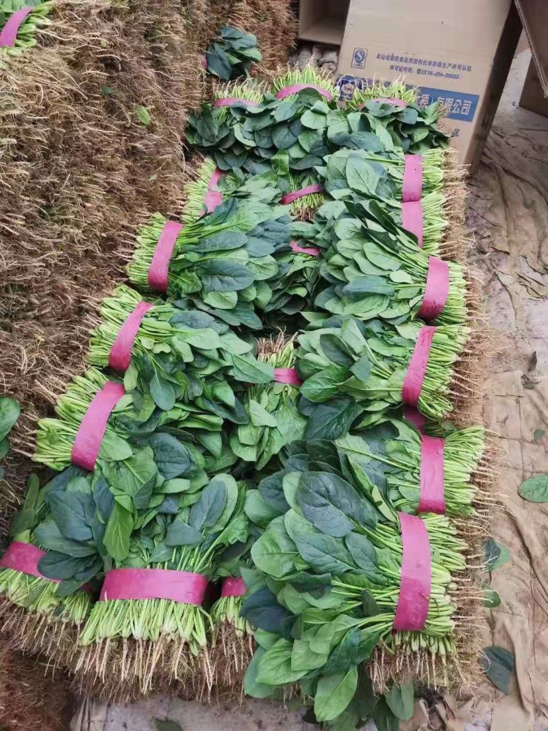 河北邯郸波菜大量上市有需要的老板联系我…