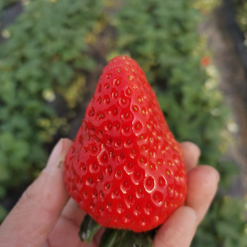 奶油草莓大量优质供货商当天采当天发货