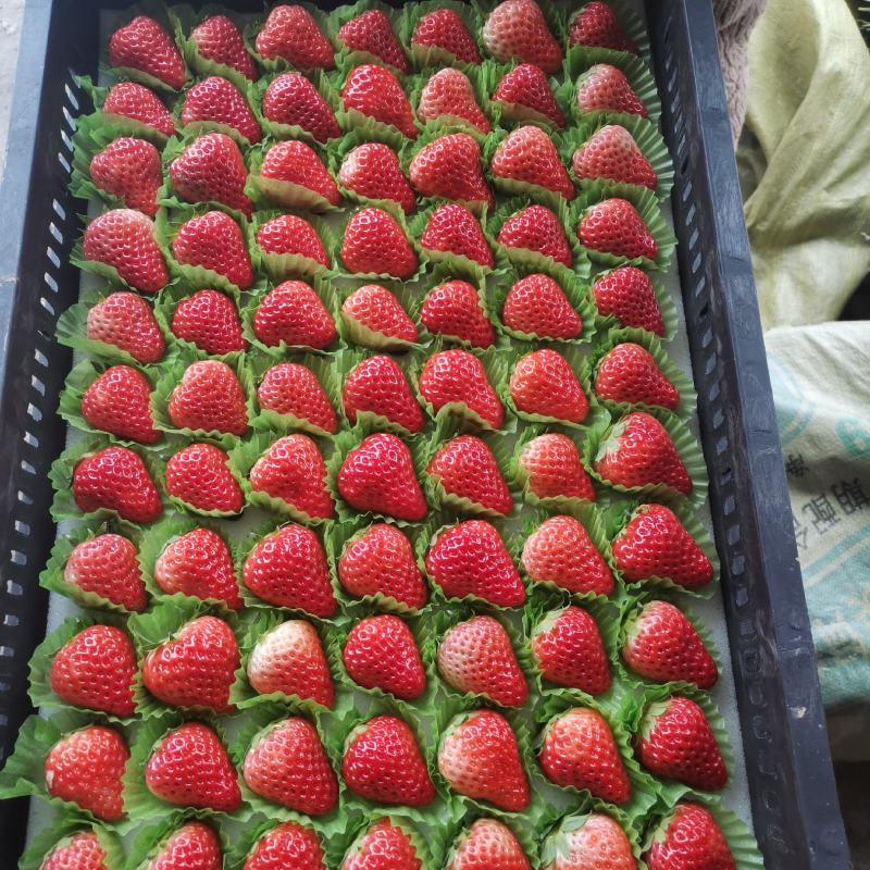 奶油草莓大量优质供货商当天采当天发货