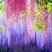紫萝紫藤花树苗爬藤山东基地南北方种植庭院盆栽一尺藤紫藤树