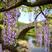 紫萝紫藤花树苗爬藤山东基地南北方种植庭院盆栽一尺藤紫藤树