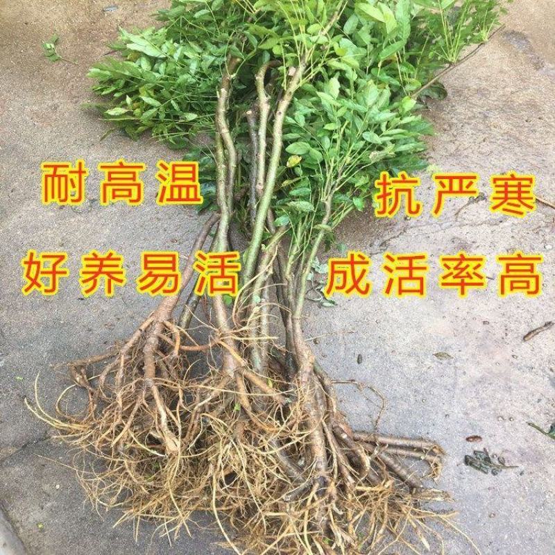 紫萝紫藤花树苗爬藤山东基地南北方种植庭院盆栽一尺藤紫藤树