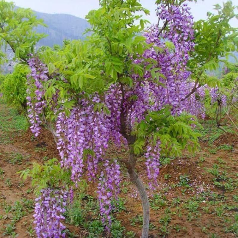 紫萝紫藤花树苗爬藤山东基地南北方种植庭院盆栽一尺藤紫藤树