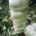 精品中颗黄心大白菜！净菜3-6斤，货源充足，大量供应。