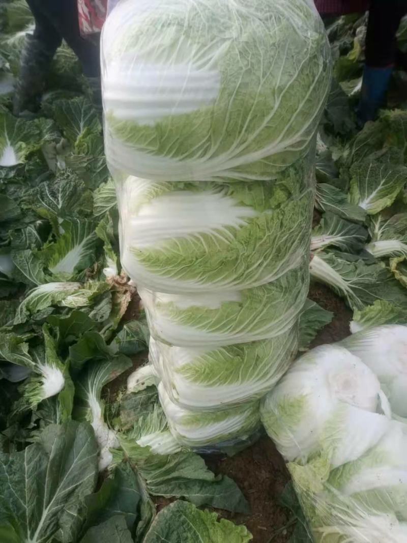 精品中颗黄心大白菜！净菜3-6斤，货源充足，大量供应。