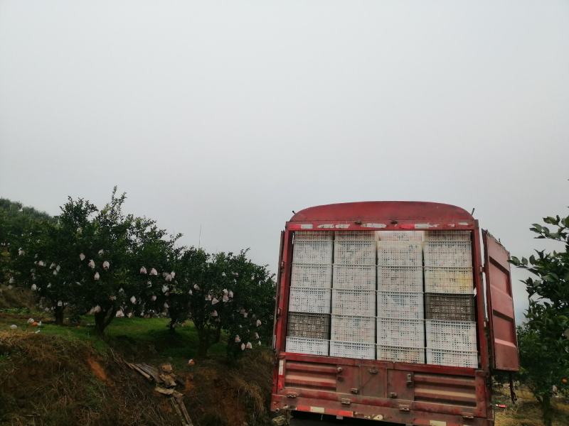 高山春见耙耙柑以上市，果品大，皮张细，味道纯甜