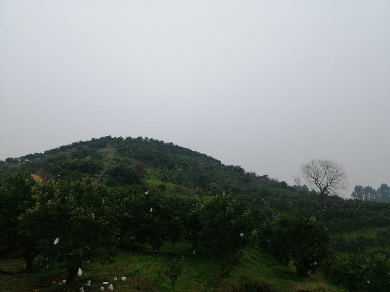 高山春见耙耙柑以上市，果品大，皮张细，味道纯甜