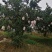 高山春见耙耙柑以上市，果品大，皮张细，味道纯甜