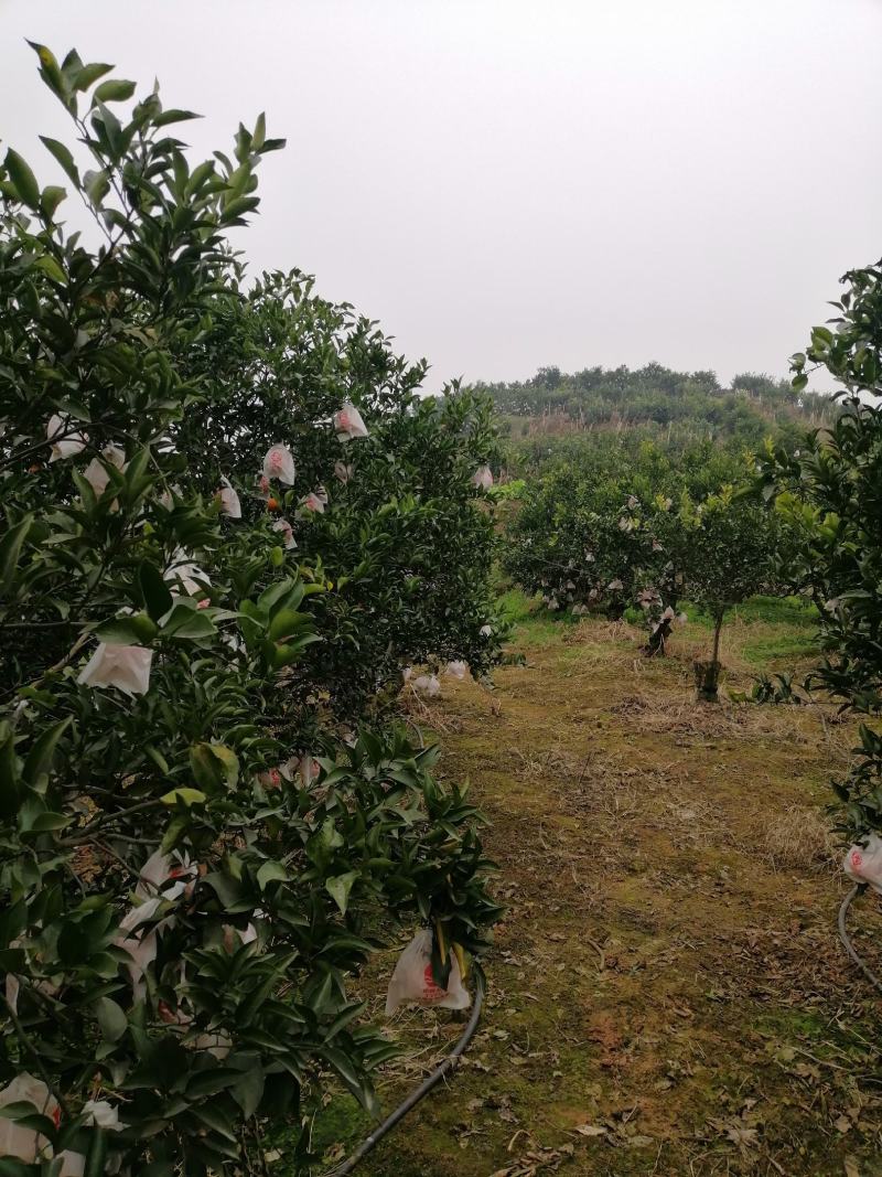 高山春见耙耙柑以上市，果品大，皮张细，味道纯甜