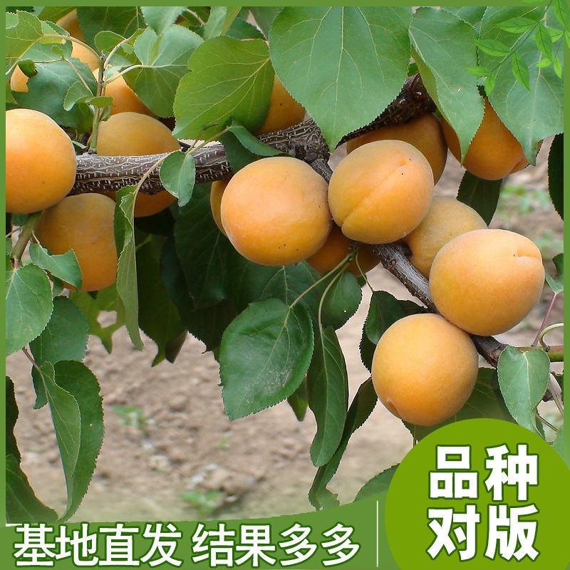 嫁接杏树苗新品种特大早熟晚熟甜杏南方北方种植盆栽地栽当年