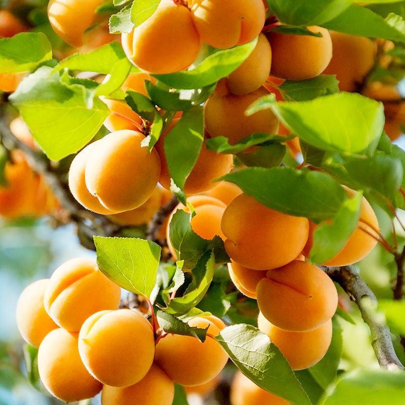 嫁接杏树苗新品种特大早熟晚熟甜杏南方北方种植盆栽地栽当年