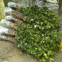 征地金桂桂花树苗浓香型风景树室外植物庭院观赏地栽八月桂花