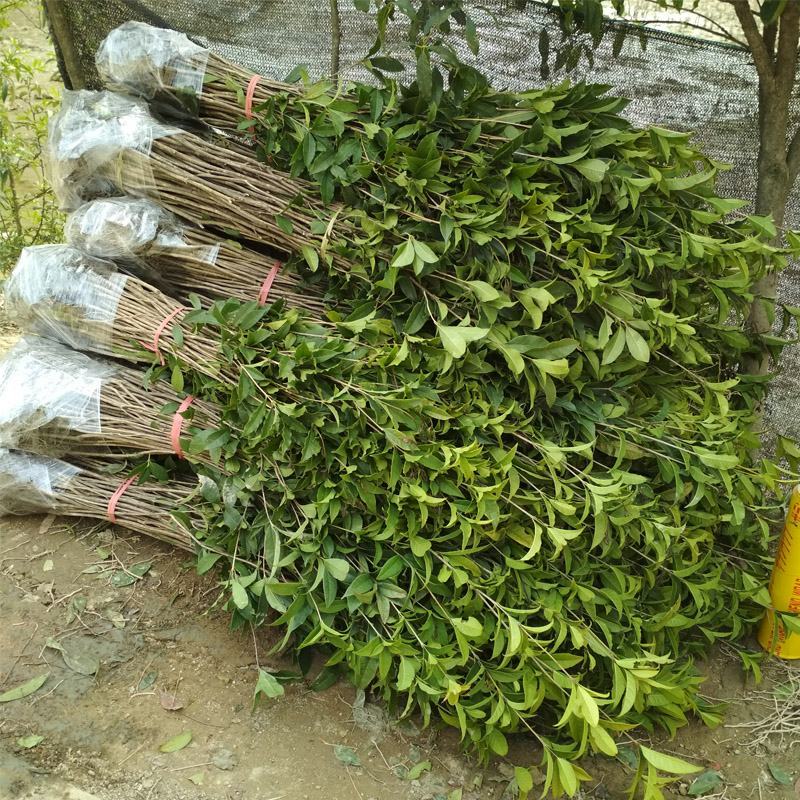 征地金桂桂花树苗浓香型风景树室外植物庭院观赏地栽八月桂花