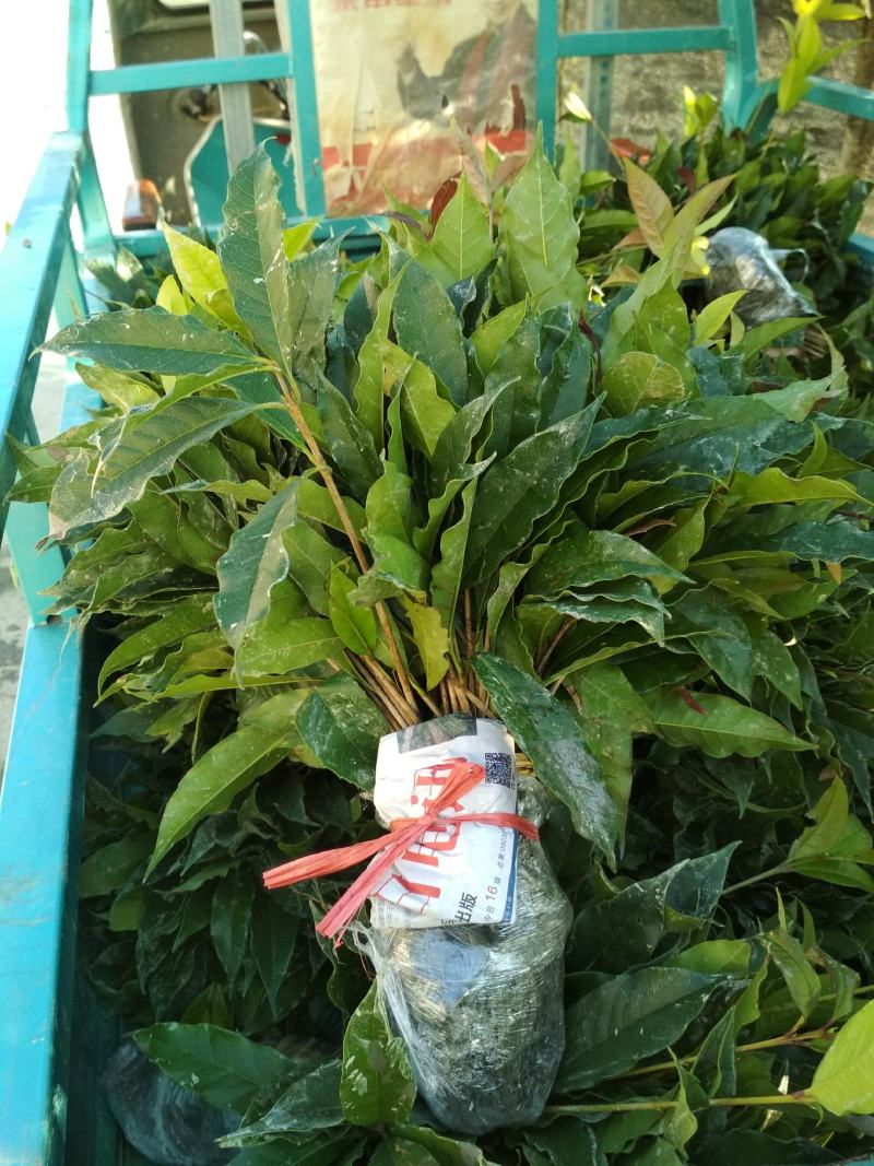 征地金桂桂花树苗浓香型风景树室外植物庭院观赏地栽八月桂花