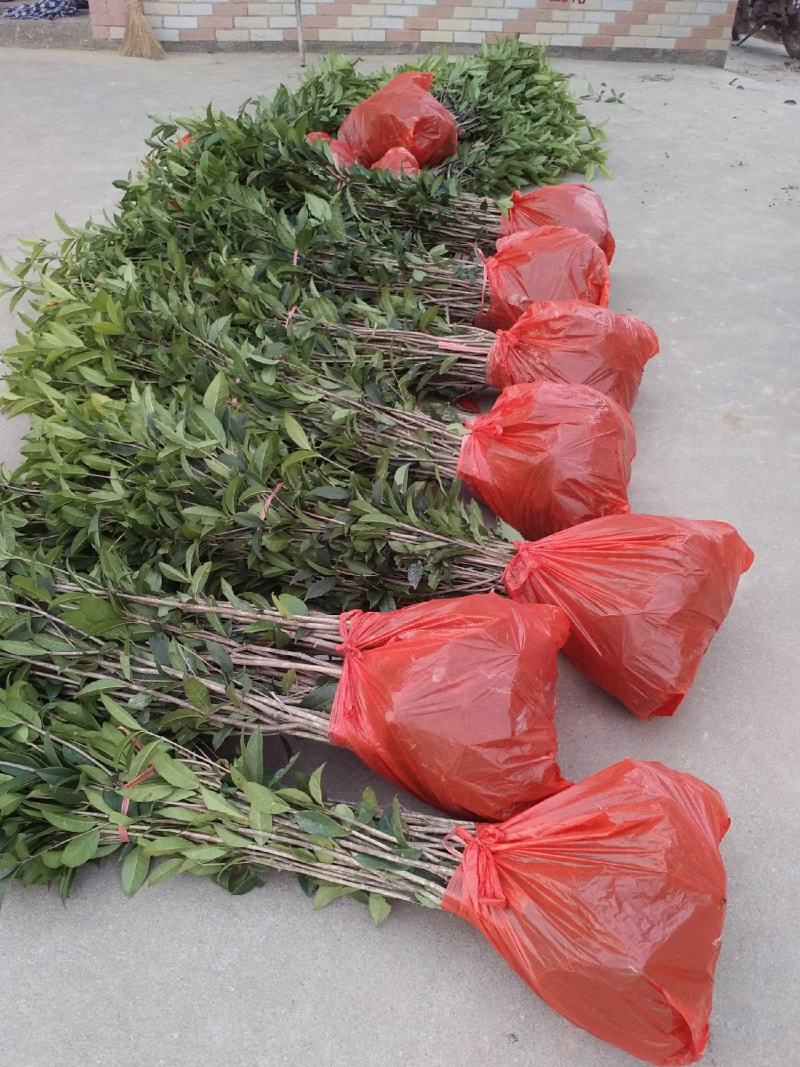征地金桂桂花树苗浓香型风景树室外植物庭院观赏地栽八月桂花