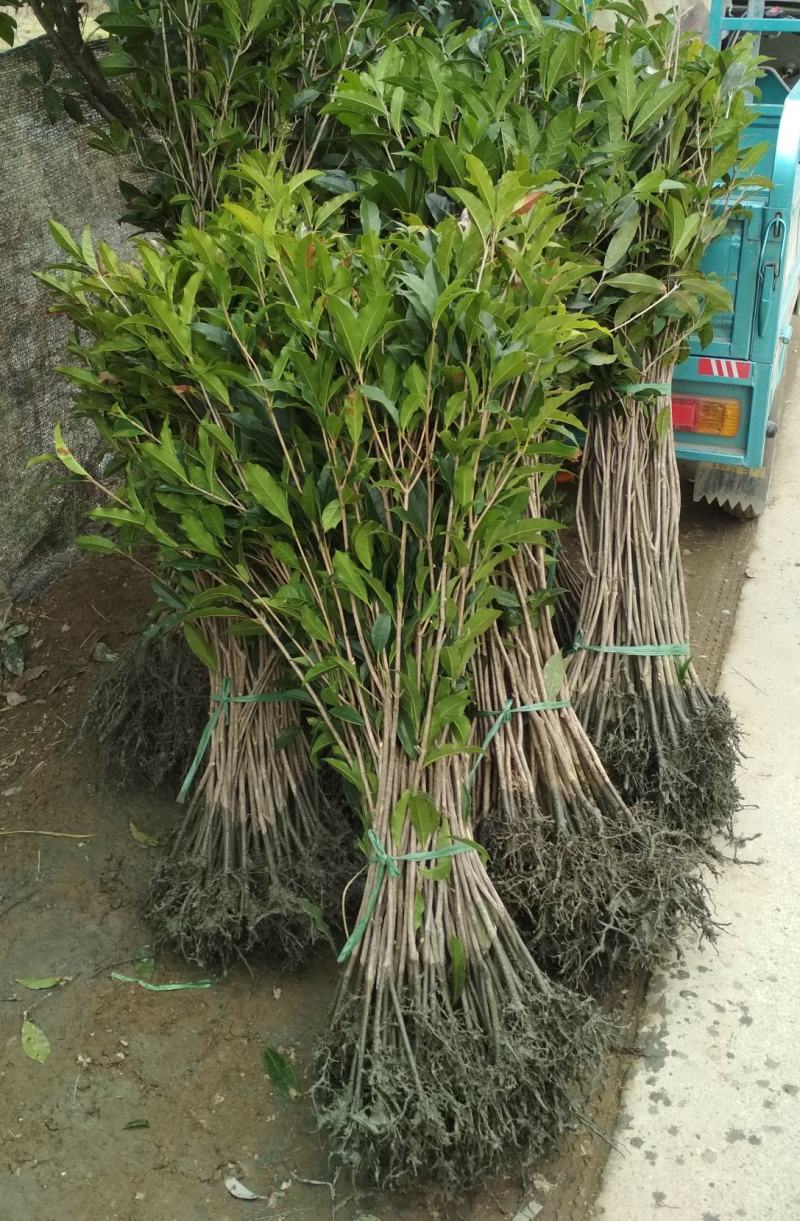 征地金桂桂花树苗浓香型风景树室外植物庭院观赏地栽八月桂花