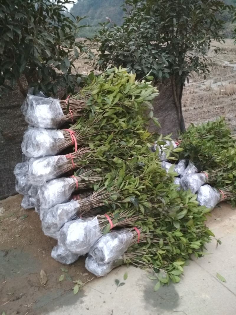 征地金桂桂花树苗浓香型风景树室外植物庭院观赏地栽八月桂花