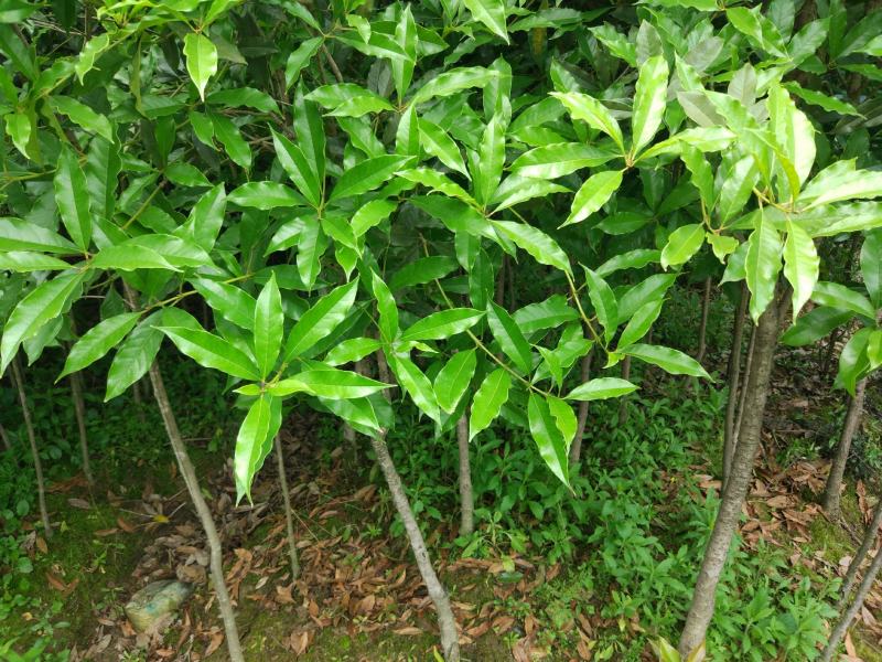 征地金桂桂花树苗浓香型风景树室外植物庭院观赏地栽八月桂花