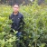 征地金桂桂花树苗浓香型风景树室外植物庭院观赏地栽八月桂花