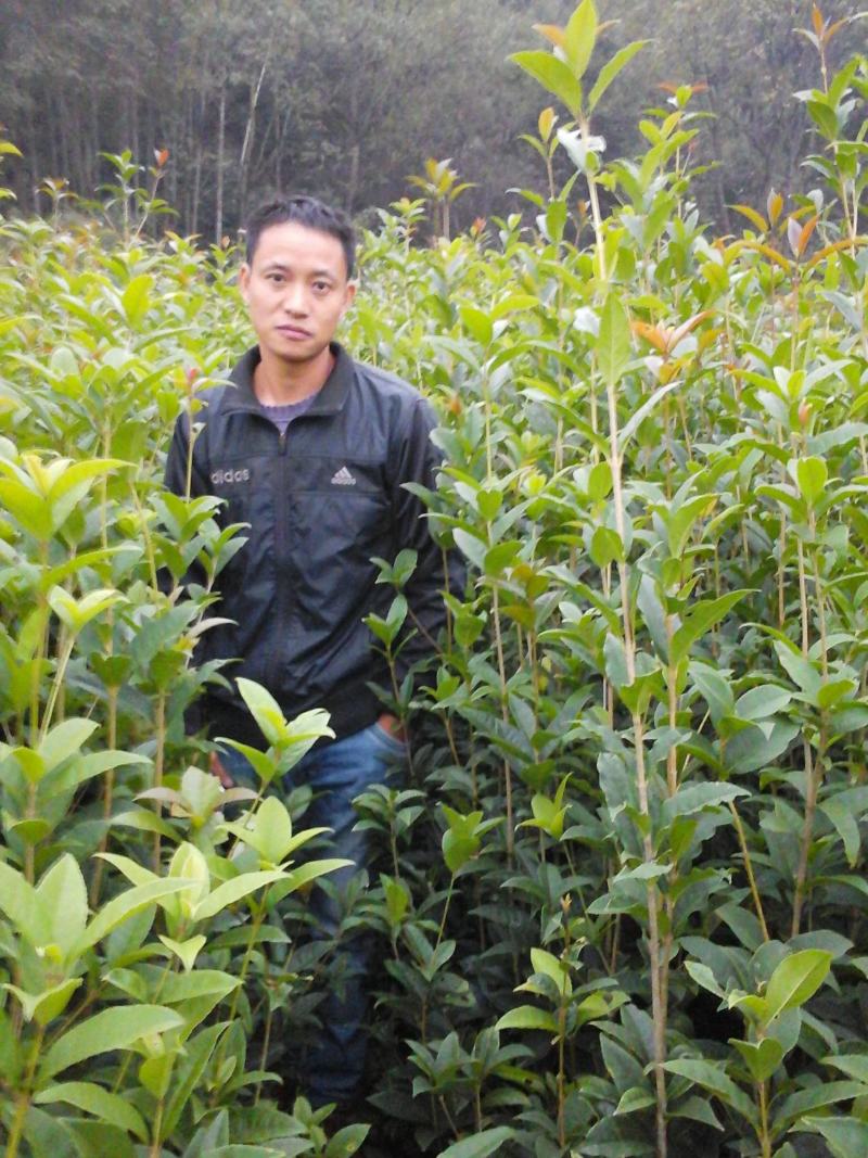 征地金桂桂花树苗浓香型风景树室外植物庭院观赏地栽八月桂花