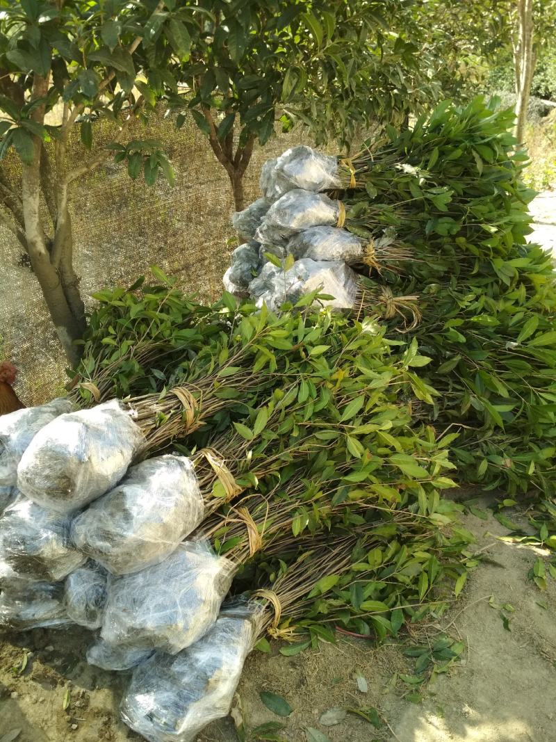 征地金桂桂花树苗浓香型风景树室外植物庭院观赏地栽八月桂花