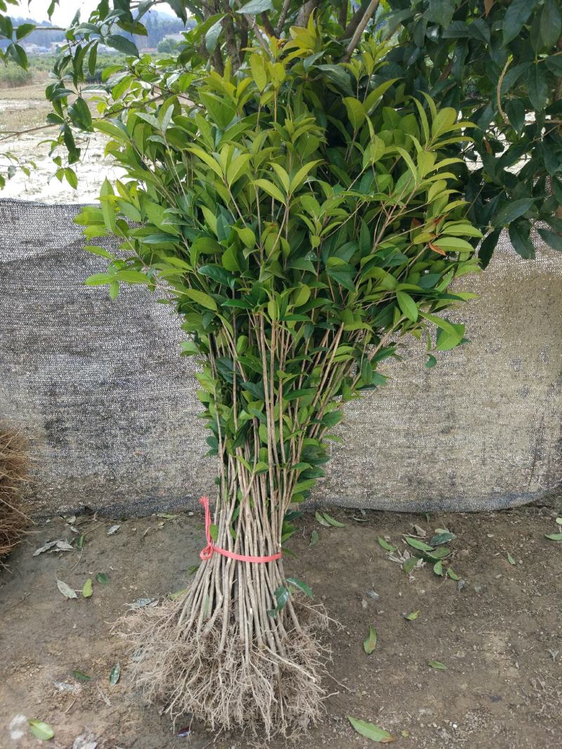 征地金桂桂花树苗浓香型风景树室外植物庭院观赏地栽八月桂花