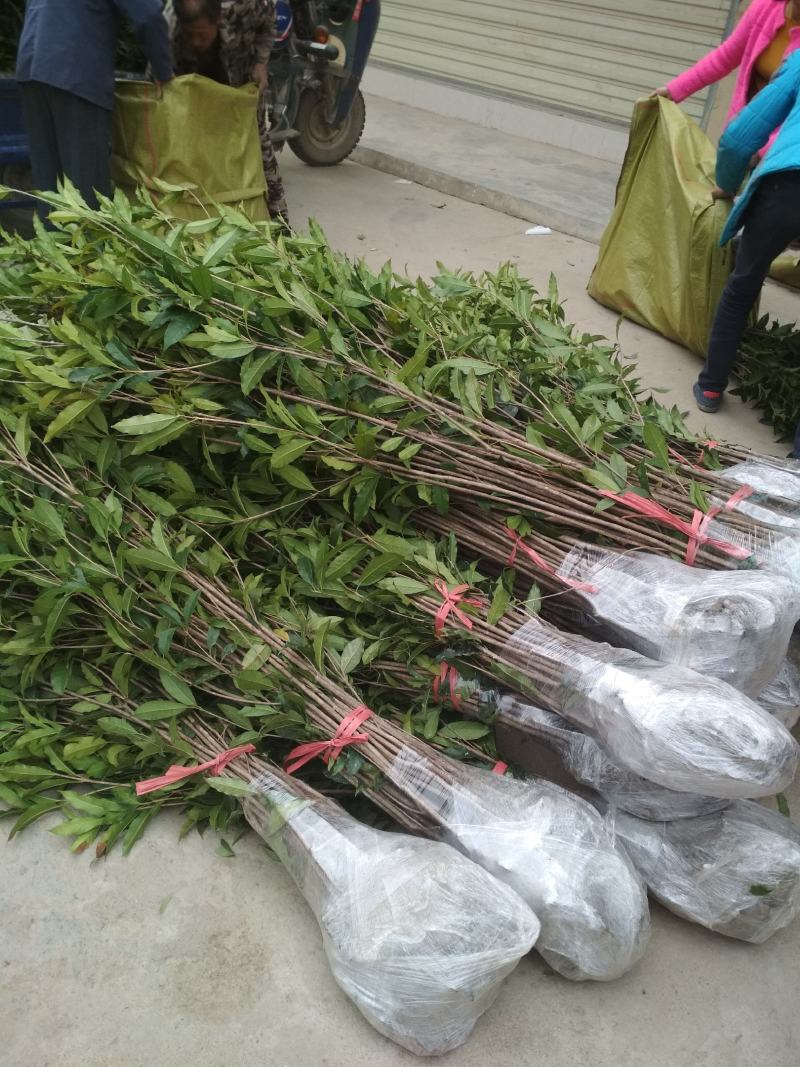 征地金桂桂花树苗浓香型风景树室外植物庭院观赏地栽八月桂花