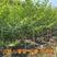 石榴树苗突尼斯软籽特大石榴果树南北方种植庭院盆栽矮化红石