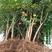 石榴树苗突尼斯软籽特大石榴果树南北方种植庭院盆栽矮化红石