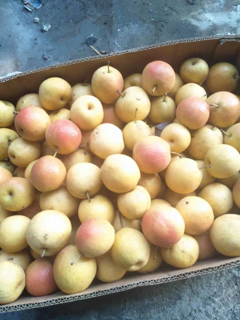 原包梨18一箱40多斤