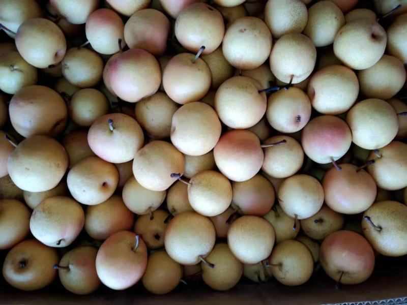 原包梨18一箱40多斤