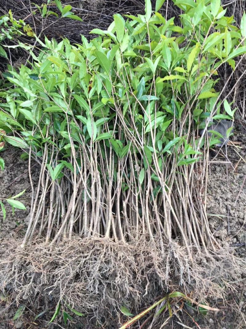 丹桂桂花树苗浓香型四季长青地栽朱砂桂花卉绿植庭院扦插绿化