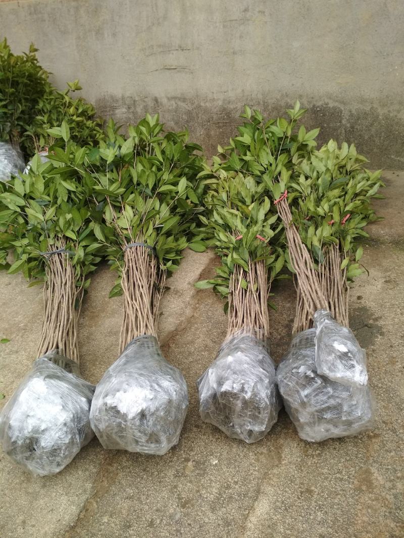 丹桂桂花树苗浓香型四季长青地栽朱砂桂花卉绿植庭院扦插绿化