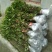 丹桂桂花树苗浓香型四季长青地栽朱砂桂花卉绿植庭院扦插绿化