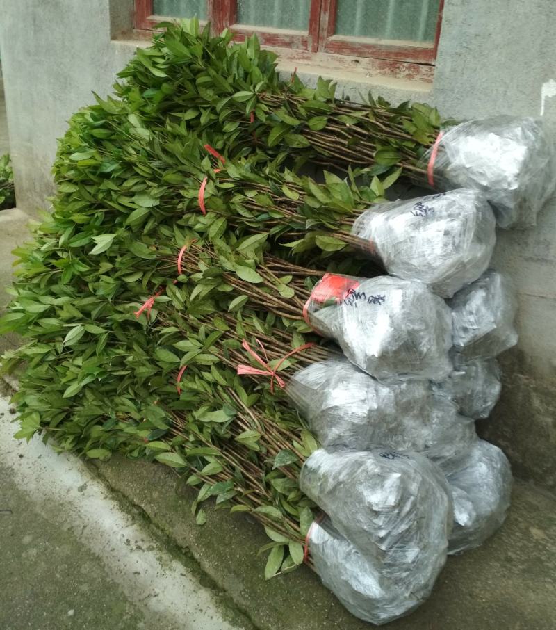 丹桂桂花树苗浓香型四季长青地栽朱砂桂花卉绿植庭院扦插绿化