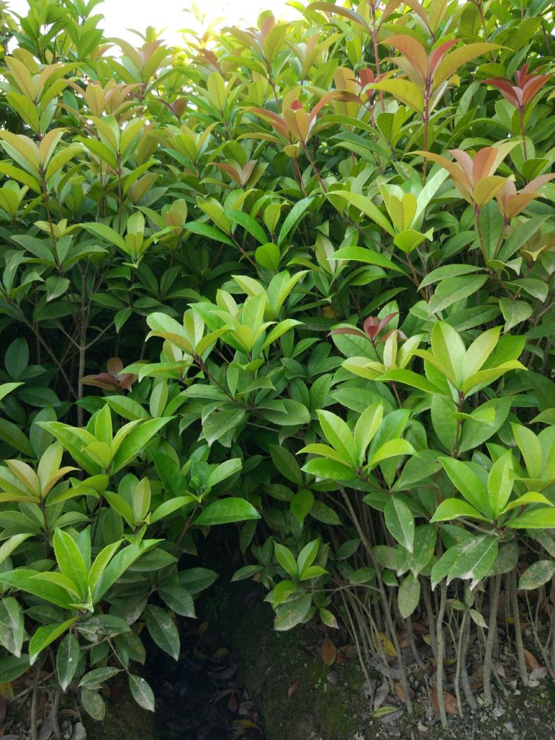 丹桂桂花树苗浓香型四季长青地栽朱砂桂花卉绿植庭院扦插绿化