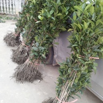 丹桂桂花树苗浓香型四季长青地栽朱砂桂花卉绿植庭院扦插绿化
