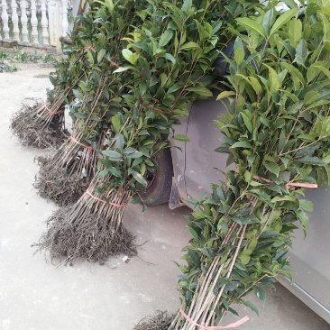 丹桂桂花树苗浓香型四季长青地栽朱砂桂花卉绿植庭院扦插绿化
